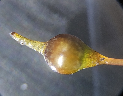 Image of Entosthodon obtusus by (c) Helen Waterman, some rights reserved (CC BY)