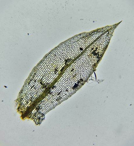 Image of Entosthodon obtusus by (c) Helen Waterman, some rights reserved (CC BY)