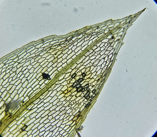 Image of Entosthodon obtusus by (c) Helen Waterman, some rights reserved (CC BY)
