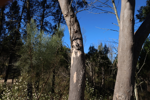 Image of Eucalyptus prava by (c) Greg Tasney, some rights reserved (CC BY-SA)