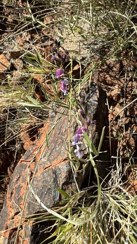 Twining Glycine