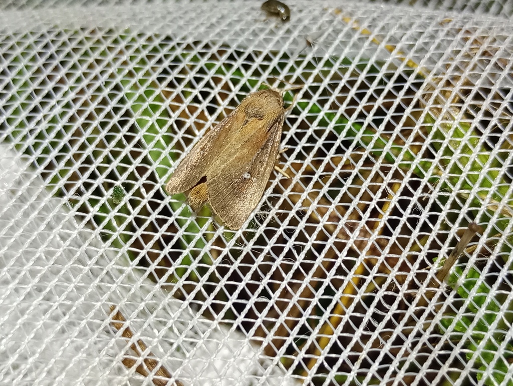 Twin-spotted Wainscot