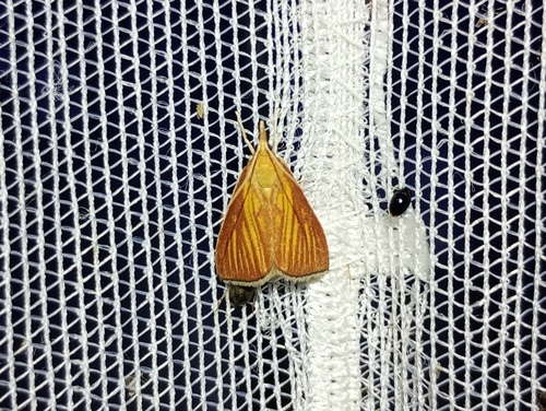 Orange-rayed Pearl