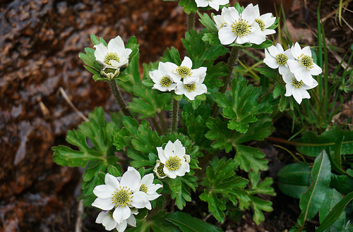Floppy Himalayan Anemone (Anemonastrum demissum)