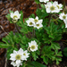 Floppy Himalayan Anemone - Photo (c) qianli_feng, some rights reserved (CC BY-NC), uploaded by qianli_feng