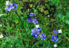 Anemonastrum demissum