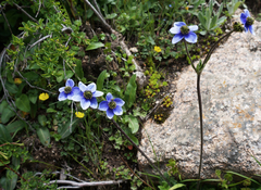 Anemonastrum demissum