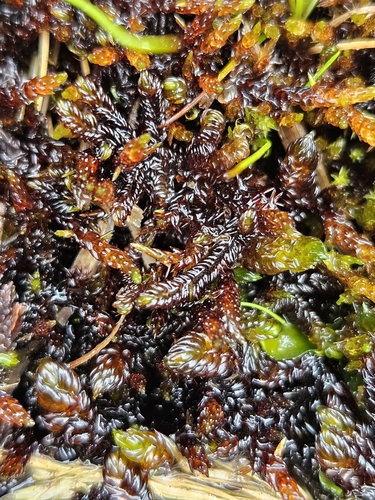 Image of Sarmentypnum sarmentosum by (c) Helen Waterman, some rights reserved (CC BY)