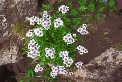 Anemonastrum demissum