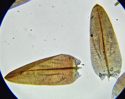 Image of Sarmentypnum sarmentosum by (c) Helen Waterman, some rights reserved (CC BY)