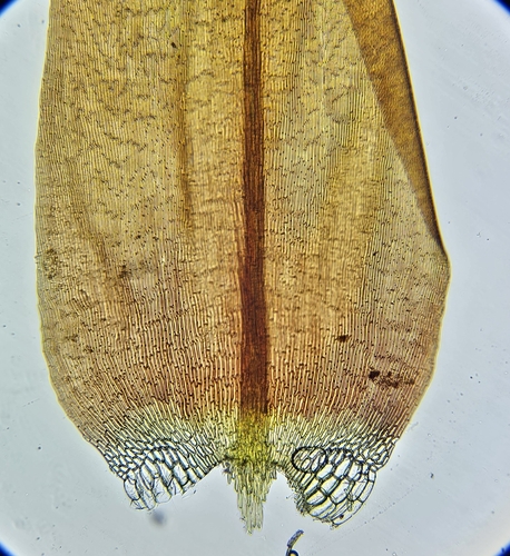 Image of Sarmentypnum sarmentosum by (c) Helen Waterman, some rights reserved (CC BY)