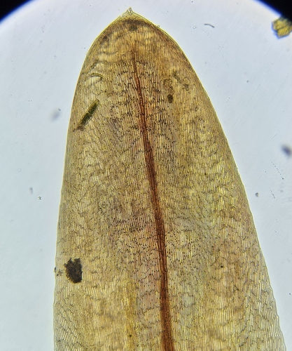 Image of Sarmentypnum sarmentosum by (c) Helen Waterman, some rights reserved (CC BY)