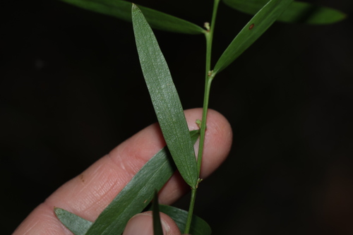 Image of Daviesia mimosoides by (c) Greg Tasney, some rights reserved (CC BY-SA)