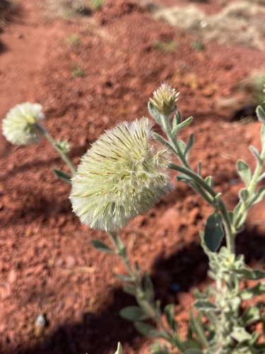 Image of Ptilotus clementii by (c) Tyler Anthony, some rights reserved (CC BY)