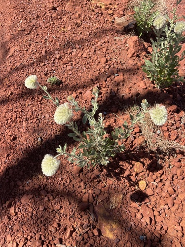 Image of Ptilotus clementii by (c) Tyler Anthony, some rights reserved (CC BY)