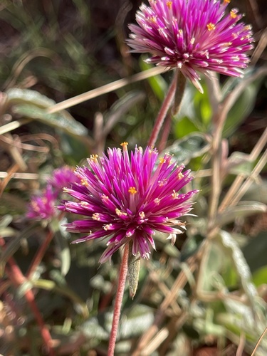 Image of Gomphrena canescens by (c) Tyler Anthony, some rights reserved (CC BY)