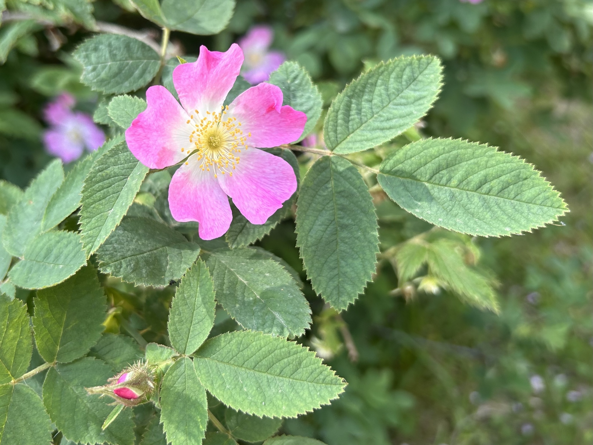 Imagem de Rosa silvestre