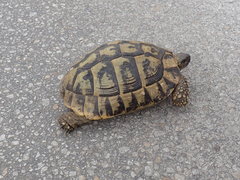 Testudo hermanni boettgeri