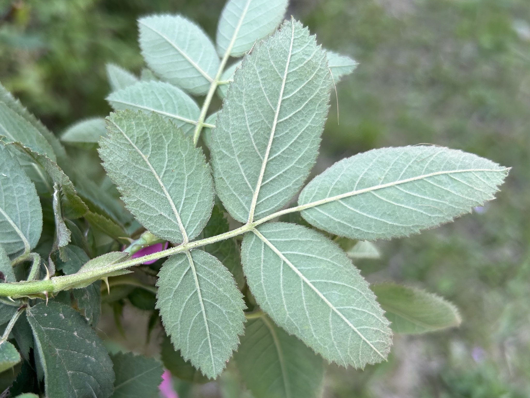 Imagem de Rosa silvestre