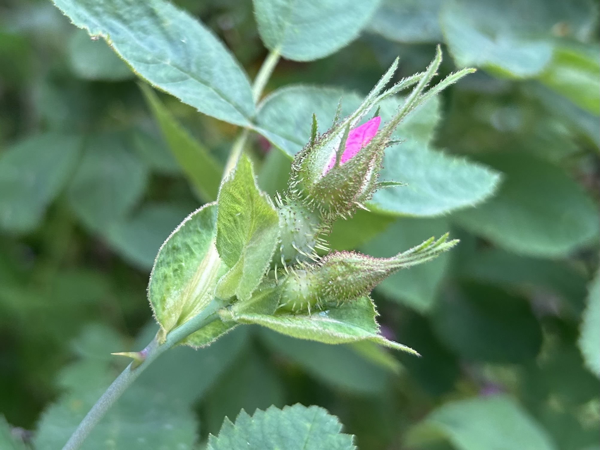 Imagem de Rosa silvestre