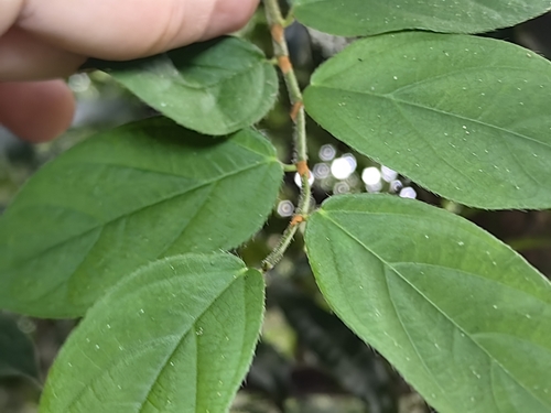 Ficus recurva observed 2024-07-13