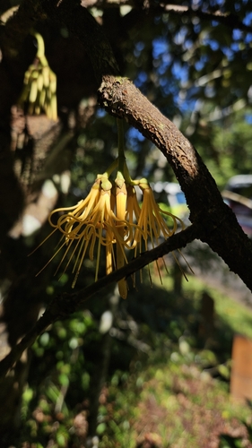 Amyema queenslandica (Amyema queenslandica)