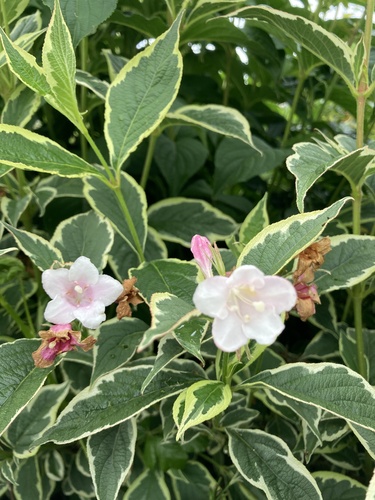 Weigela florida