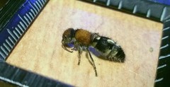 Ronisia brutia