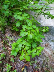 Acer spicatum