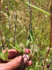 Trifolium obtusiflorum