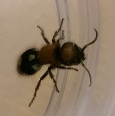 Ronisia brutia