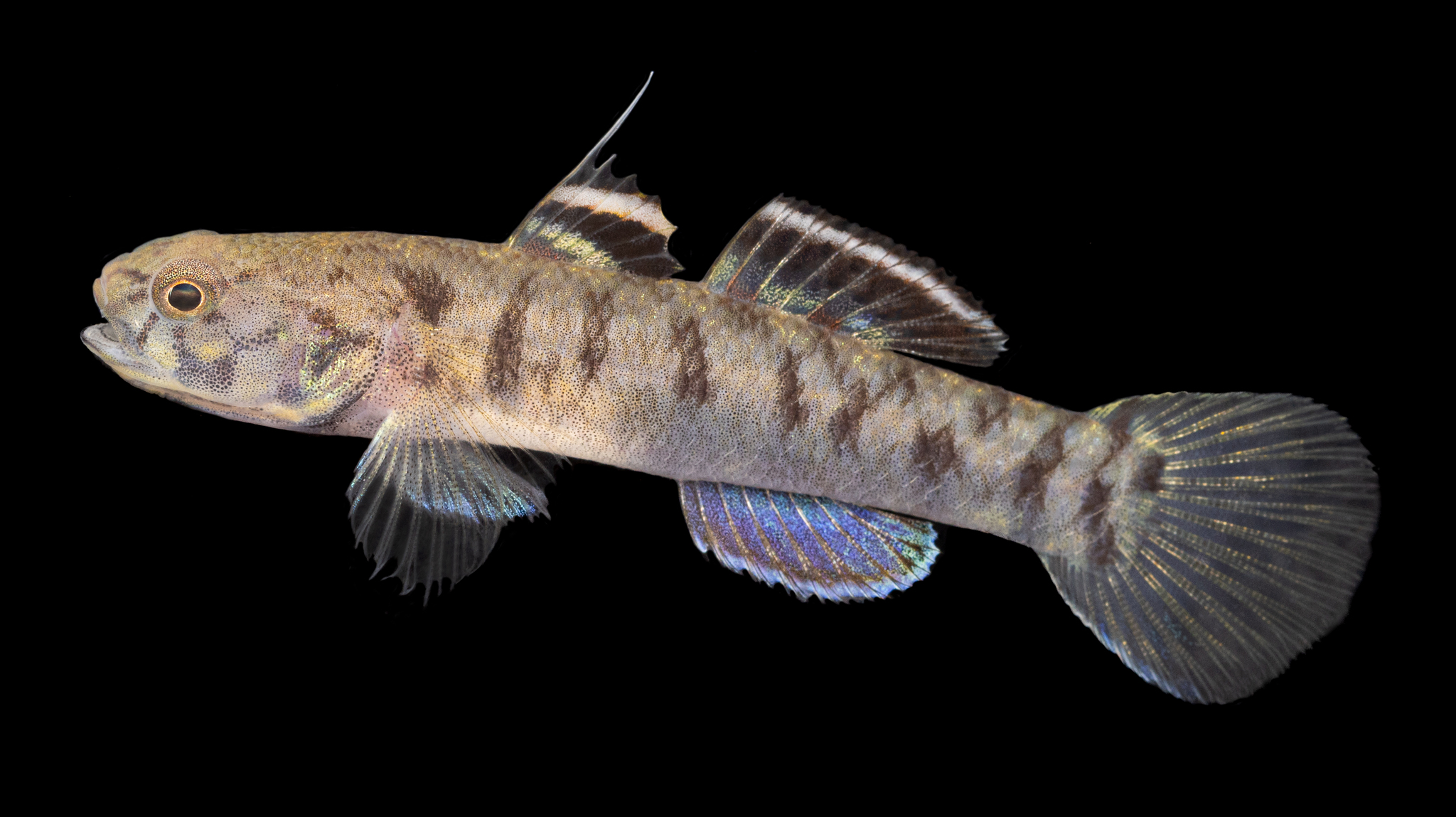 Threadfin Mangrove Goby photo 2