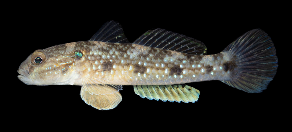 Green-shoulder Goby