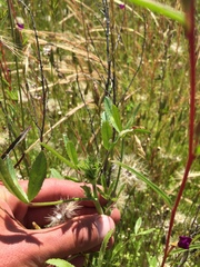 Trifolium obtusiflorum