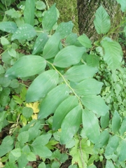Polygonatum multiflorum
