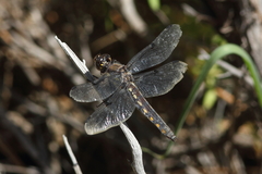 Libellula nodisticta