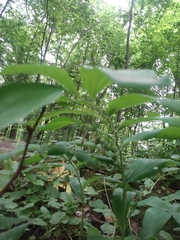 Polygonatum multiflorum