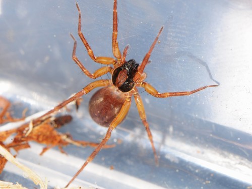 pirate wolf spiders