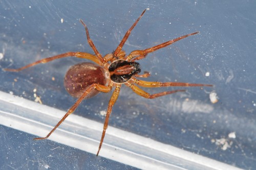 pirate wolf spiders