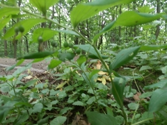 Polygonatum multiflorum