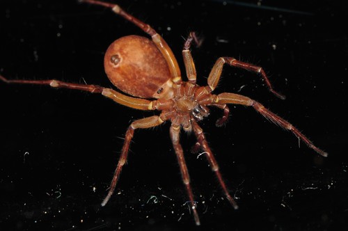 pirate wolf spiders
