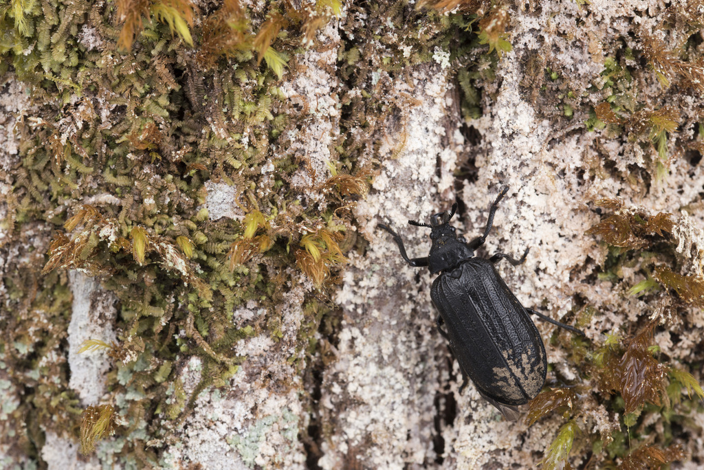 Sandalus sauteri
