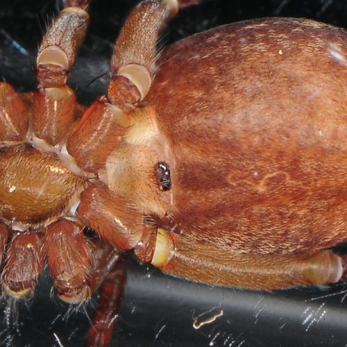 pirate wolf spiders