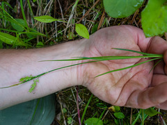 Carex aurea