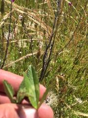 Trifolium obtusiflorum