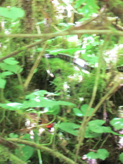 Thamnophis sirtalis concinnus