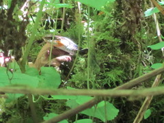 Thamnophis sirtalis concinnus