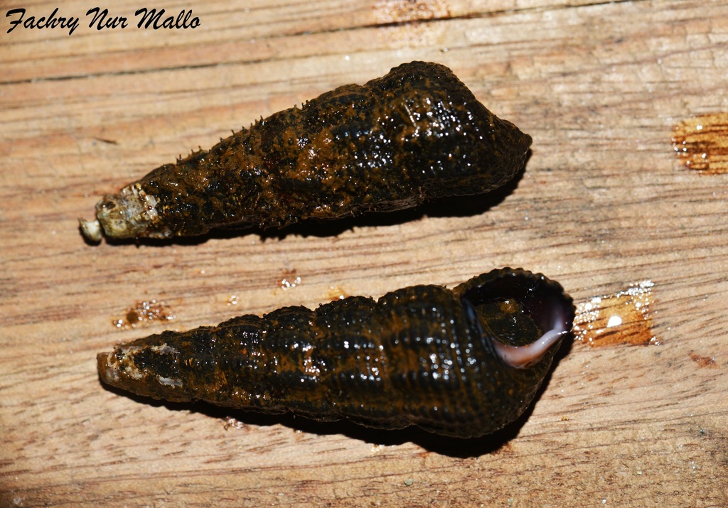 Escargot lapin orange géant de Sulawesi (Tylomelania gemmifera)