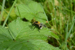 Volucella bombylans
