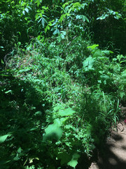 Thamnophis sirtalis concinnus